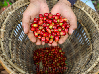 Harga Kopi di Lahat Masih Stabil, Jenis Robusta Rp85.000 per Kg