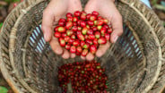 Harga Kopi di Lahat Masih Stabil, Jenis Robusta Rp85.000 per Kg