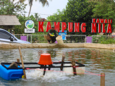 Jelajah Daulat Pangan 2025: Kampung Nila Kawali, Budidaya Ikan Omzet Miliaran di Ciamis