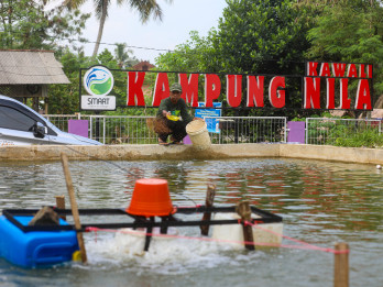 Jelajah Daulat Pangan 2025: Kampung Nila Kawali, Budidaya Ikan Omzet Miliaran di Ciamis