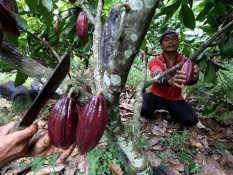 Provinsi Dongguan China Jajaki Investasi Kebun Kakao di Bintan