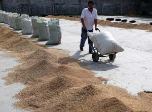 BPS Mencatat Produksi Beras Nasional Meningkat 11.95%