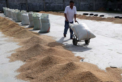 BPS Mencatat Produksi Beras Nasional Meningkat 11.95%
