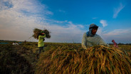 The Philippines Sets Sights on Indonesian Rice