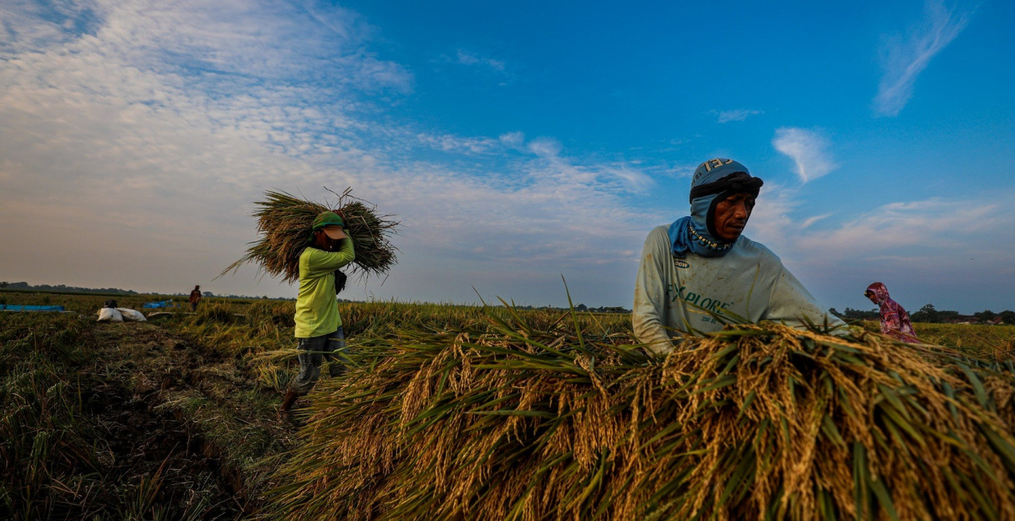 The Philippines Sets Sights on Indonesian Rice