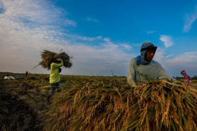 The Philippines Sets Sights on Indonesian Rice