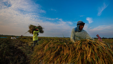 Jelajah Daulat Pangan 2025: Ketergantungan Tadah Hujan Hambat Produksi Padi Cirebon