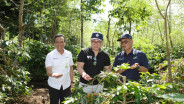Dukung Produktivitas Petani, Kementerian BUMN Apresiasi Turn Around Kopi PTPN di Kawasan Ijen