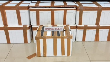 Penyelundupan Benih Lobster Senilai Rp189 Miliar Berhasil Digagalkan di Palembang