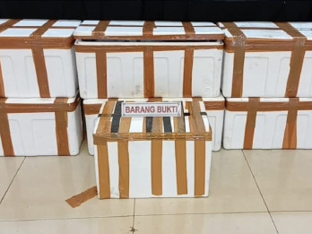 Penyelundupan Benih Lobster Senilai Rp189 Miliar Berhasil Digagalkan di Palembang