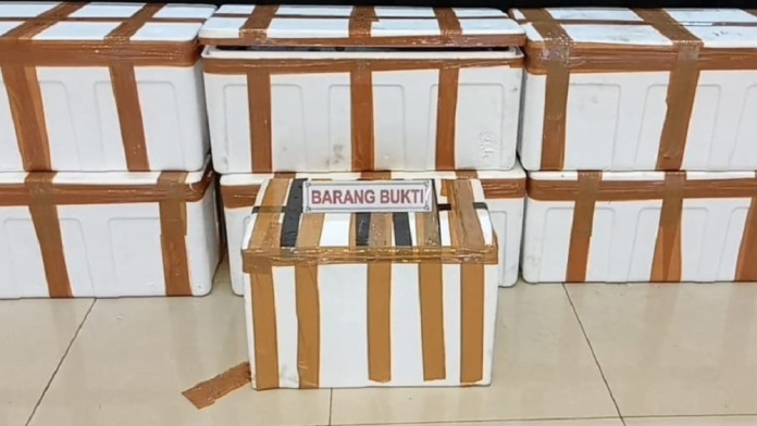 Penyelundupan Benih Lobster Senilai Rp189 Miliar Berhasil Digagalkan di Palembang