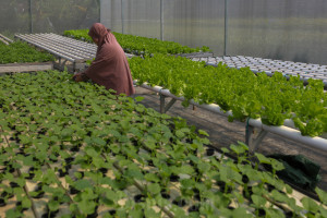 Protet Kelompok Tani Muda Yang Membudidayakan Tanaman Sayuran