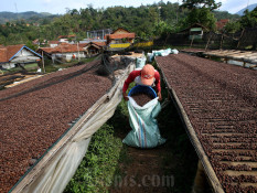 DIY Dorong Transformasi Industri Kopi Berbasis Budaya