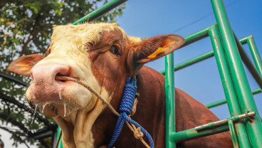 22 Ekor Sapi Kurban dari Presiden Prabowo Disebar di Seluruh Daerah di Sumbar