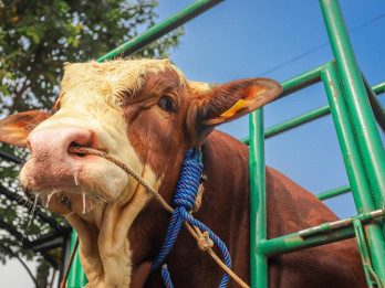 22 Ekor Sapi Kurban dari Presiden Prabowo Disebar di Seluruh Daerah di Sumbar