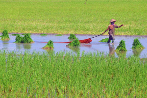 Capaian Luas Tanam Padi di Kabupaten Kudus Mencapai 12.266 Hektare