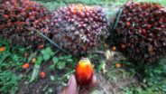 Jelang Iduladha, Harga Tandan Buah Segar (TBS) Sawit Sumut Terkoreksi