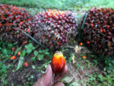Jelang Iduladha, Harga Tandan Buah Segar (TBS) Sawit Sumut Terkoreksi