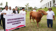 Sapi Kurban dari Presiden Prabowo Mulai Terdistribusi di Maluku Utara