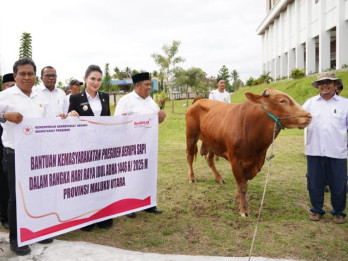 Sapi Kurban dari Presiden Prabowo Mulai Terdistribusi di Maluku Utara