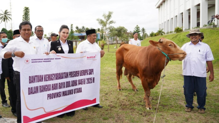 Sapi Kurban dari Presiden Prabowo Mulai Terdistribusi di Maluku Utara