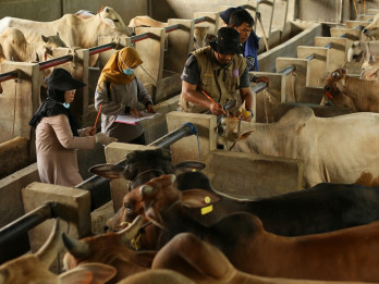 Jelang Iduladha, Indramayu Defisit Sapi Kurban Tapi Surplus Domba dan Kambing