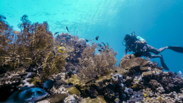 Istana Pastikan Kasus Raja Ampat Ditindaklanjuti: ESDM dan KLH Sudah Ambil Langkah