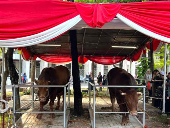 Penampakan Brawijaya dan Jack, Sapi Kurban Berbobot 3,3 Ton Milik Prabowo-Gibran