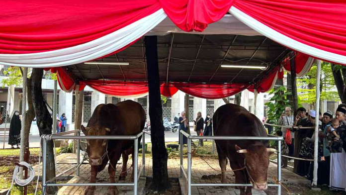 Penampakan Brawijaya dan Jack, Sapi Kurban Berbobot 3,3 Ton Milik Prabowo-Gibran
