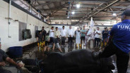 Kota Malang Dapat Kuota Bantuan Sapi Kurban dari Presiden Prabowo