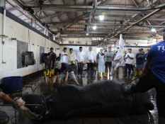 Prabowo Sumbang Sapi Kurban Nyaris Seberat 1 Ton di Kota Malang
