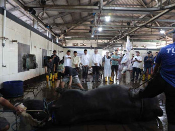 Kota Malang Dapat Kuota Bantuan Sapi Kurban dari Presiden Prabowo