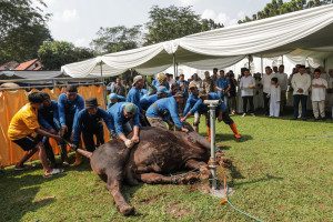 Bank Mandiri Group Distribusikan 1.134 Hewan Kurban