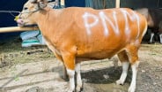 PNM Teruskan Bentuk Syukur HUT ke-26 Lewat Sedekah Kurban di 26 Titik