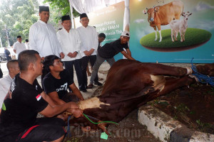 BSI Fokus Distribusi Hewan Kurban ke Daerah Pelosok