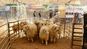 Iduladha Sunyi, Tak Ada Lagi Tradisi Potong Kurban di Maroko