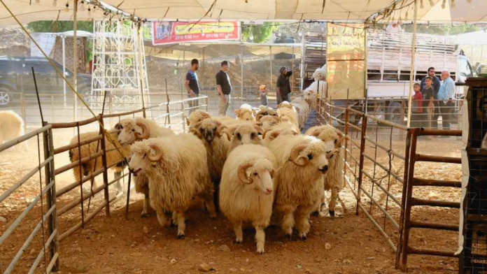 Iduladha Sunyi, Tak Ada Lagi Tradisi Potong Kurban di Maroko