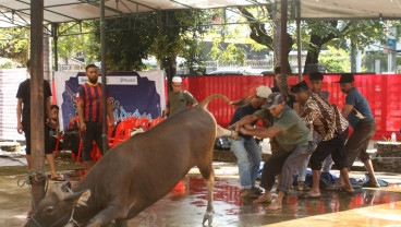Pelindo Regional 4 Salurkan 35 Ekor Sapi Pada Iduladha 1446 Hijriah