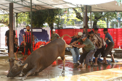 Pelindo Regional 4 Salurkan 35 Ekor Sapi Pada Iduladha 1446 Hijriah