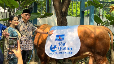 AHY Kurban Sapi Limosin Seberat 1,2 Ton, Datang Langsung dari Pacitan