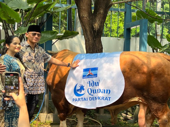 AHY Kurban Sapi Limosin Seberat 1,2 Ton, Datang Langsung dari Pacitan