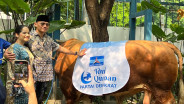 AHY Kurban Sapi Limosin Seberat 1,2 Ton, Datang Langsung dari Pacitan