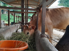 JICT Serahkan 42 Ekor Sapi Kurban untuk Masyarakat Sekitar Pelabuhan Tanjung Priok