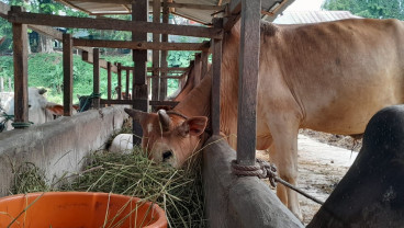 JICT Serahkan 42 Ekor Sapi Kurban untuk Masyarakat Sekitar Pelabuhan Tanjung Priok