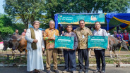 Pusri Palembang Salurkan 60 Hewan Kurban Iduladha Tahun Ini