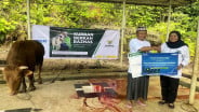 Kolaborasi PNM dan BAZNAS Salurkan Hewan Kurban untuk Masyarakat 3T