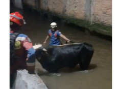 Aksi Heroik Damkar Selamatkan Sapi Kurban yang Nyebur ke Kali