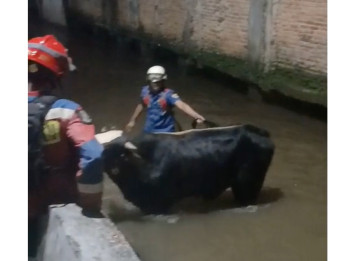 Aksi Heroik Damkar Selamatkan Sapi Kurban yang Nyebur ke Kali