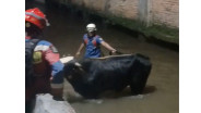 Aksi Heroik Damkar Selamatkan Sapi Kurban yang Nyebur ke Kali