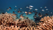 Gelombang Panas di Australia, Indonesia dan Sekitarnya Pengaruhi 10% Laut Global